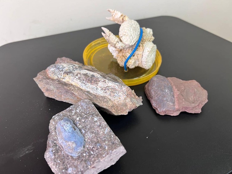 400-million-year-old ancient creature remains found in Ukraine nearly stolen