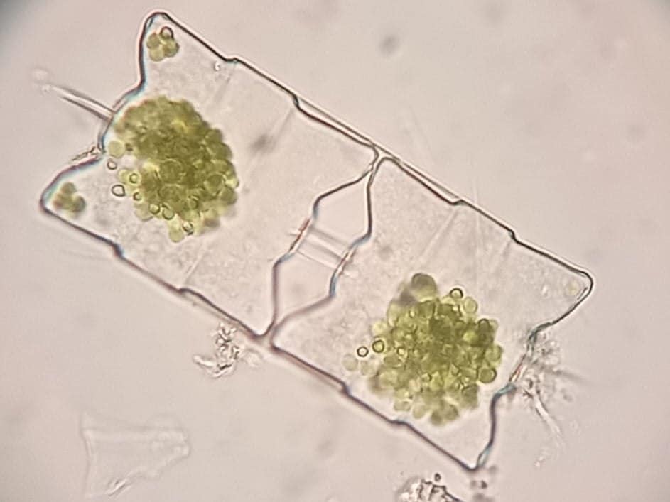 Global warming alert: Ukrainian scientists discover sudden chlorophyll increase in ocean