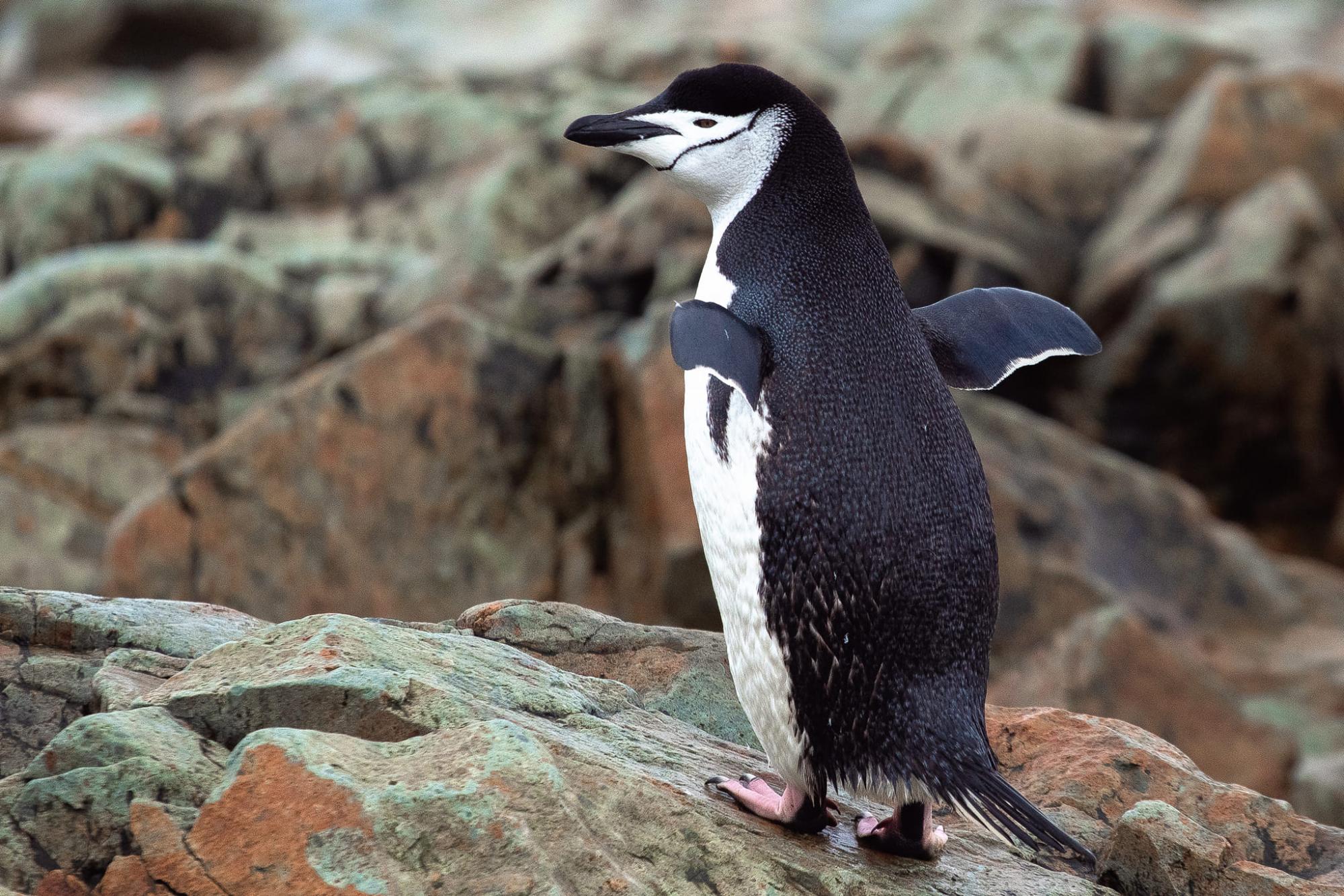 Ukrainian polar explorers showcase captivating penguin photos: Each one unique