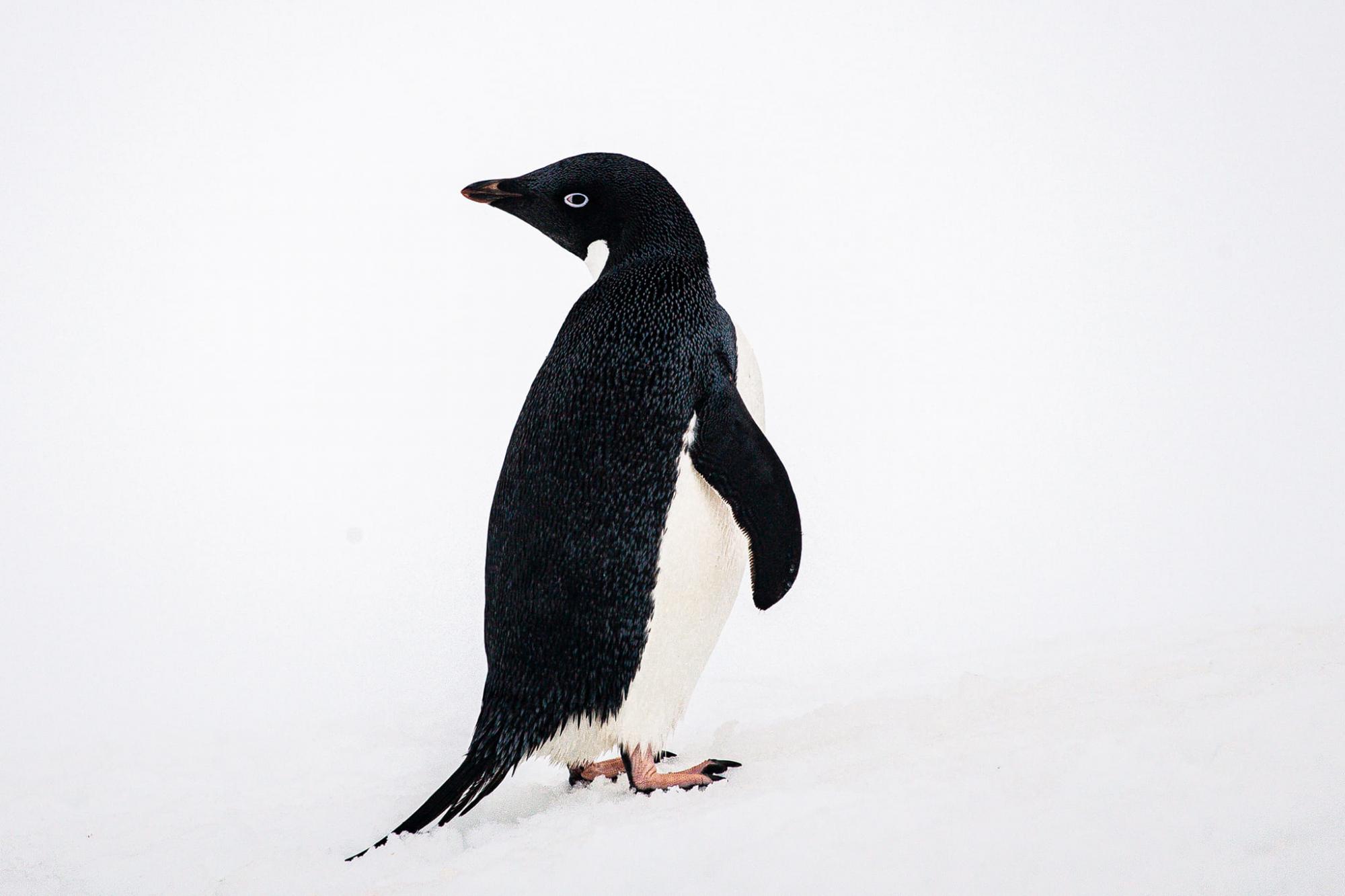 Ukrainian polar explorers showcase captivating penguin photos: Each one unique