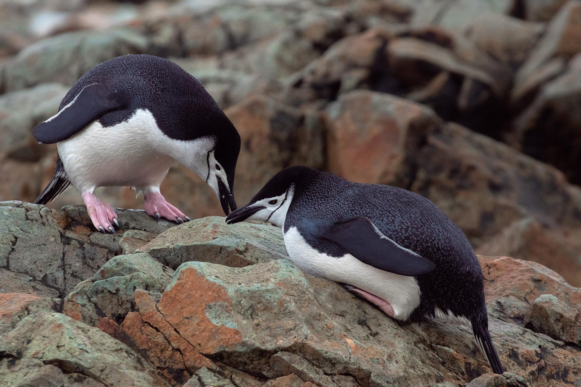 Ukrainian polar explorers showcase captivating penguin photos: Each one unique