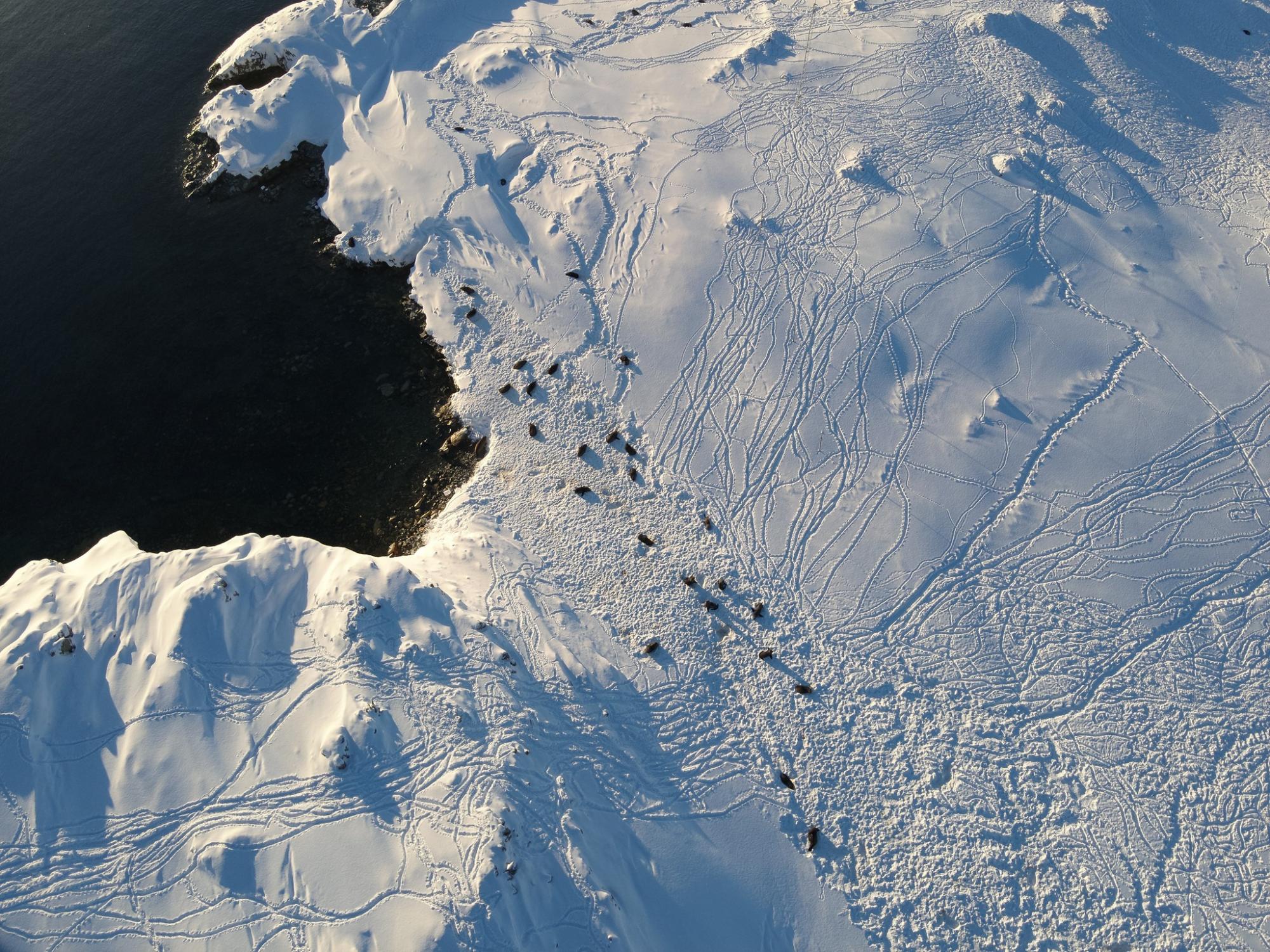Ukrainian polar explorers capture incredible photos of seals 'invasion' in Antarctica