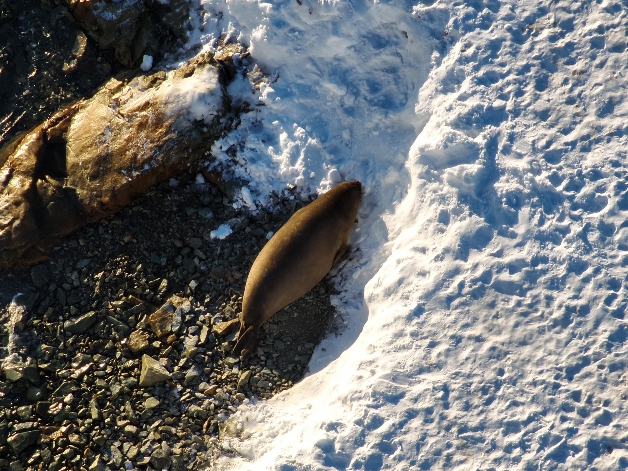 Ukrainian polar explorers capture incredible photos of seals 'invasion' in Antarctica