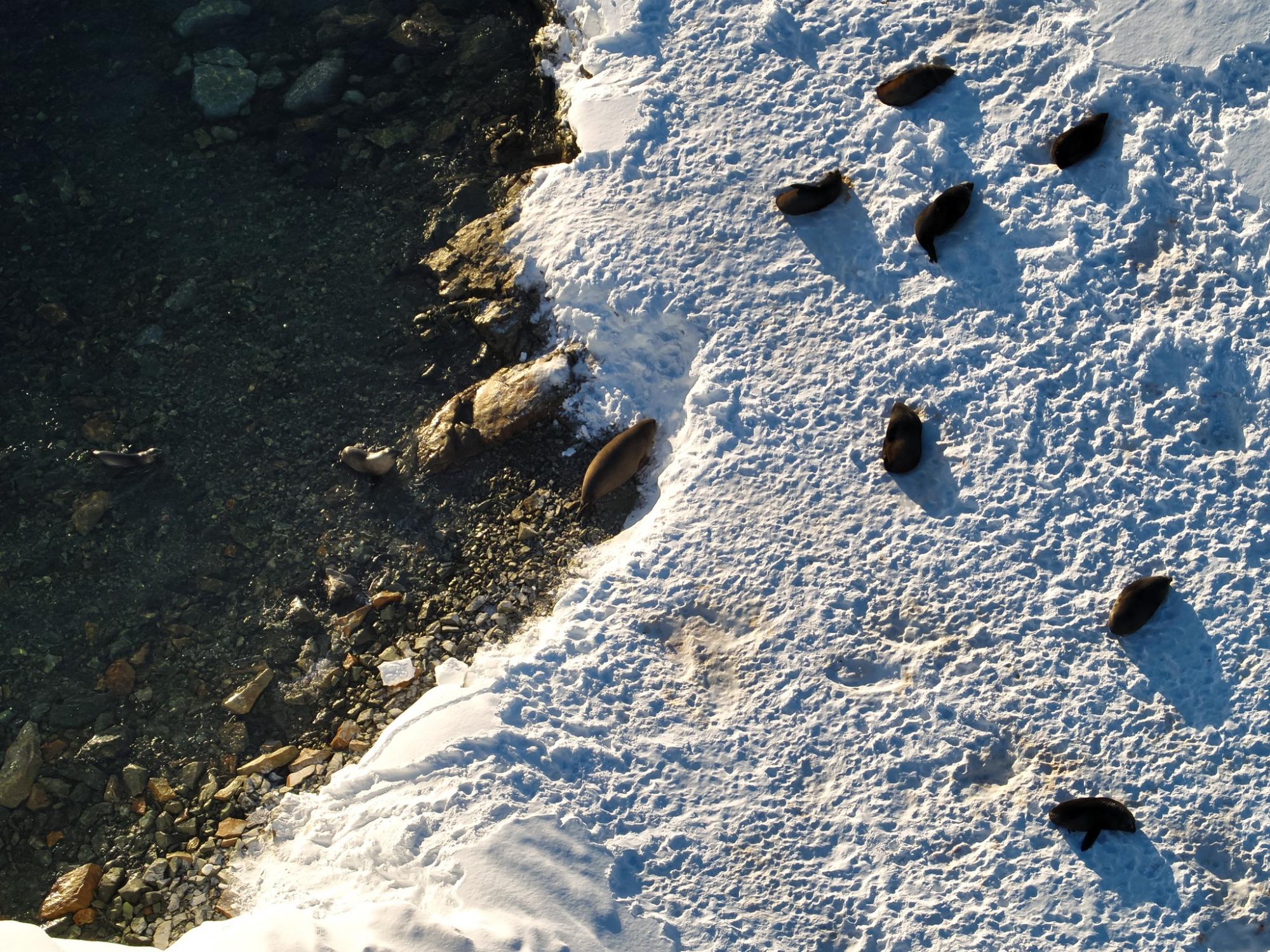 Ukrainian polar explorers capture incredible photos of seals 'invasion' in Antarctica