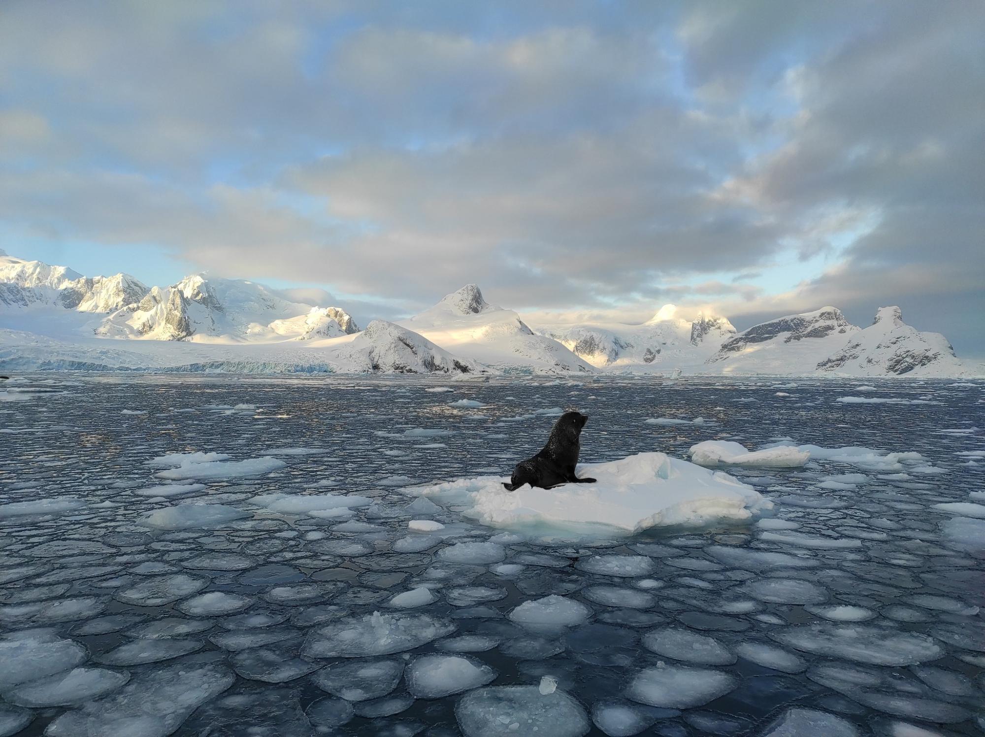 Ukrainian polar explorers capture incredible photos of seals 'invasion' in Antarctica