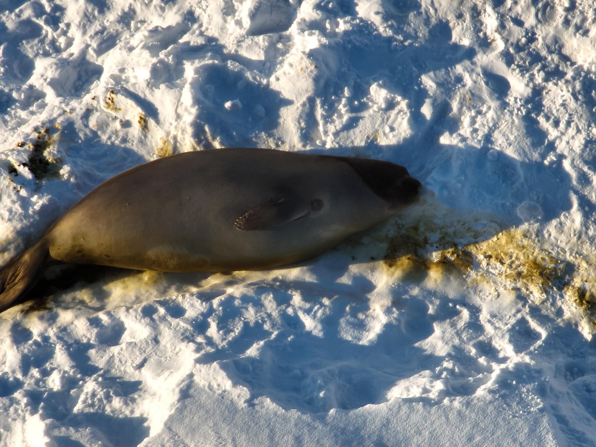 Ukrainian polar explorers capture incredible photos of seals 'invasion' in Antarctica