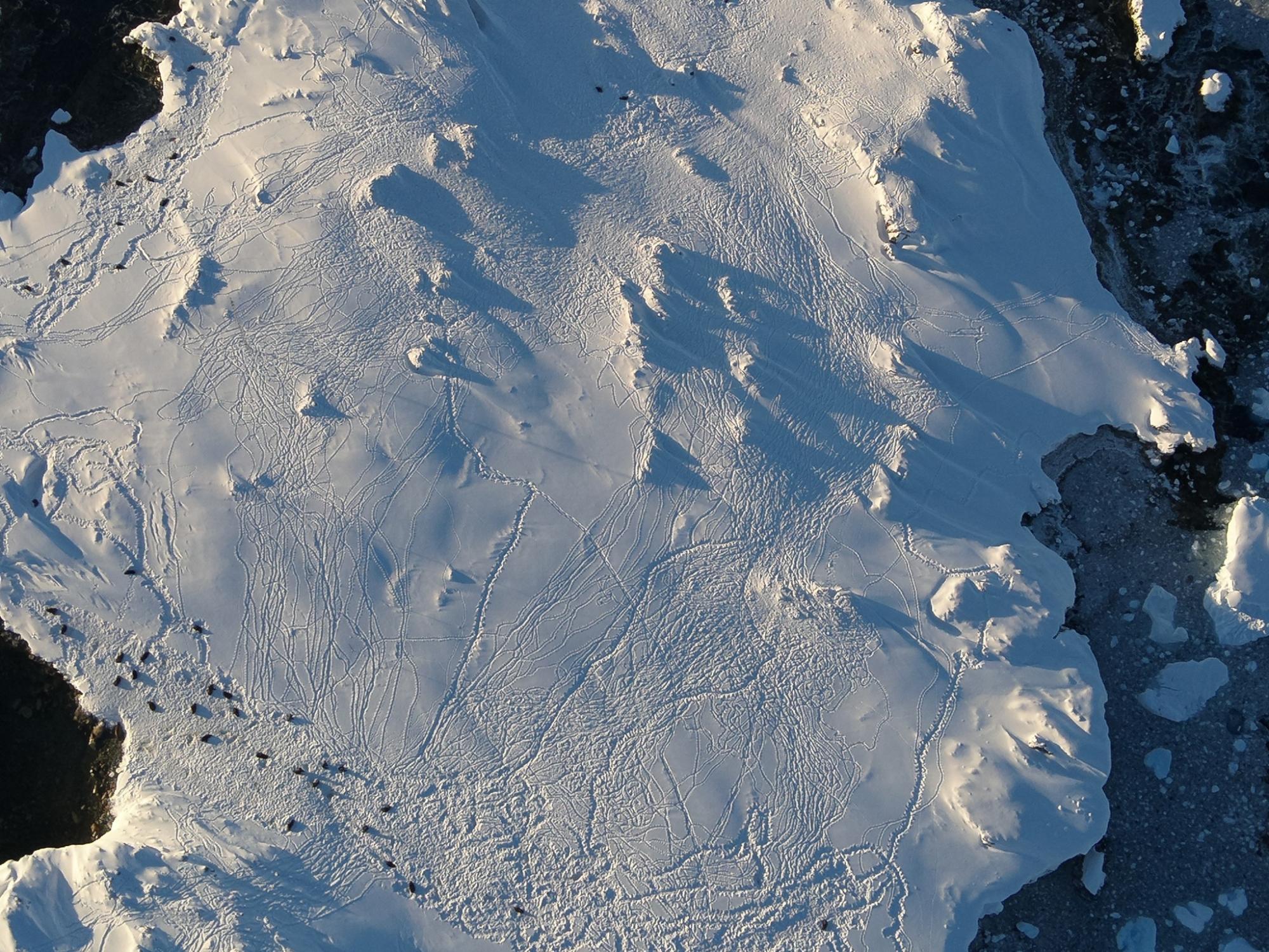 Ukrainian polar explorers capture incredible photos of seals 'invasion' in Antarctica