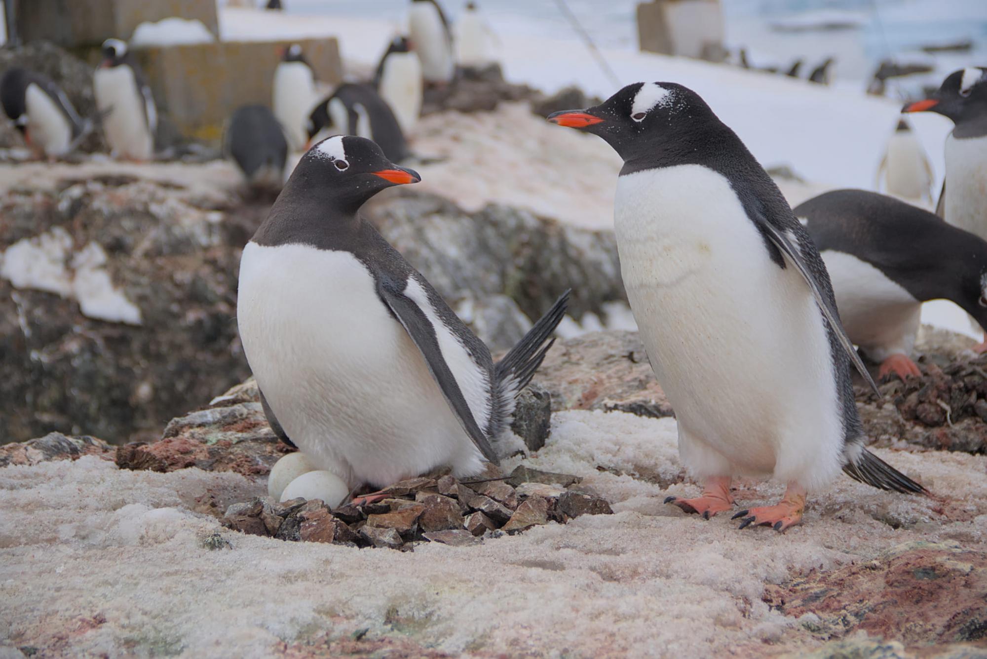 Thousands of penguins near Vernadsky station: Scientists share photos