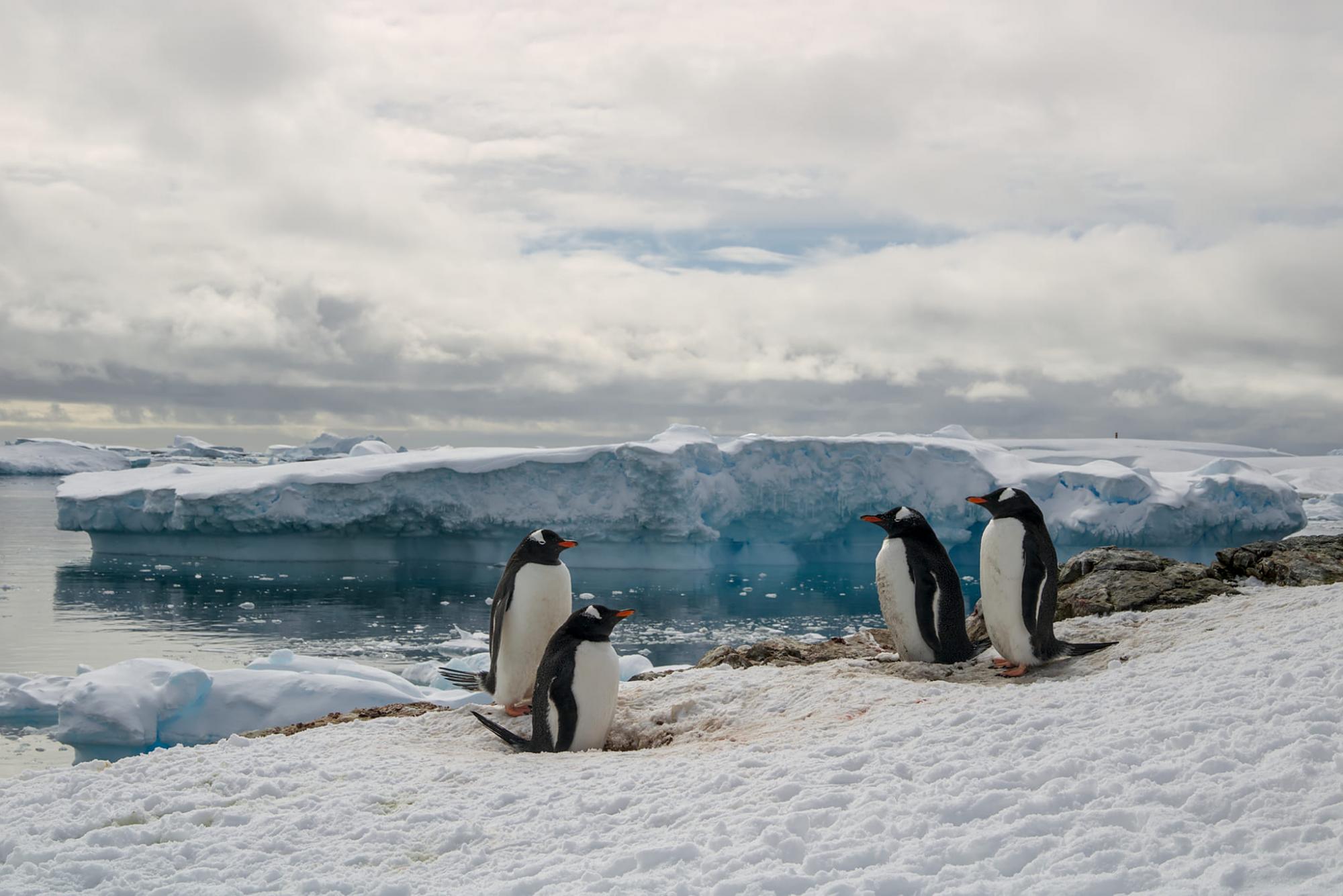 Thousands of penguins near Vernadsky station: Scientists share photos
