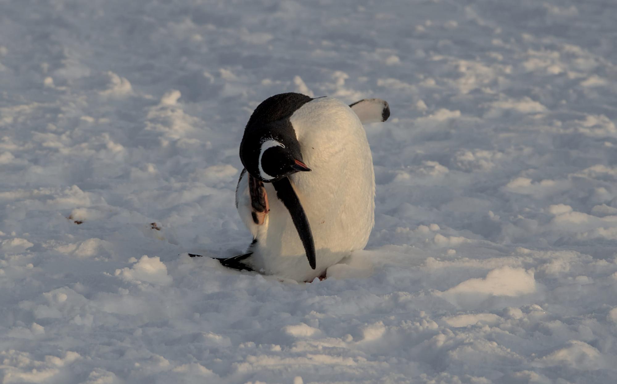 Thousands of penguins near Vernadsky station: Scientists share photos