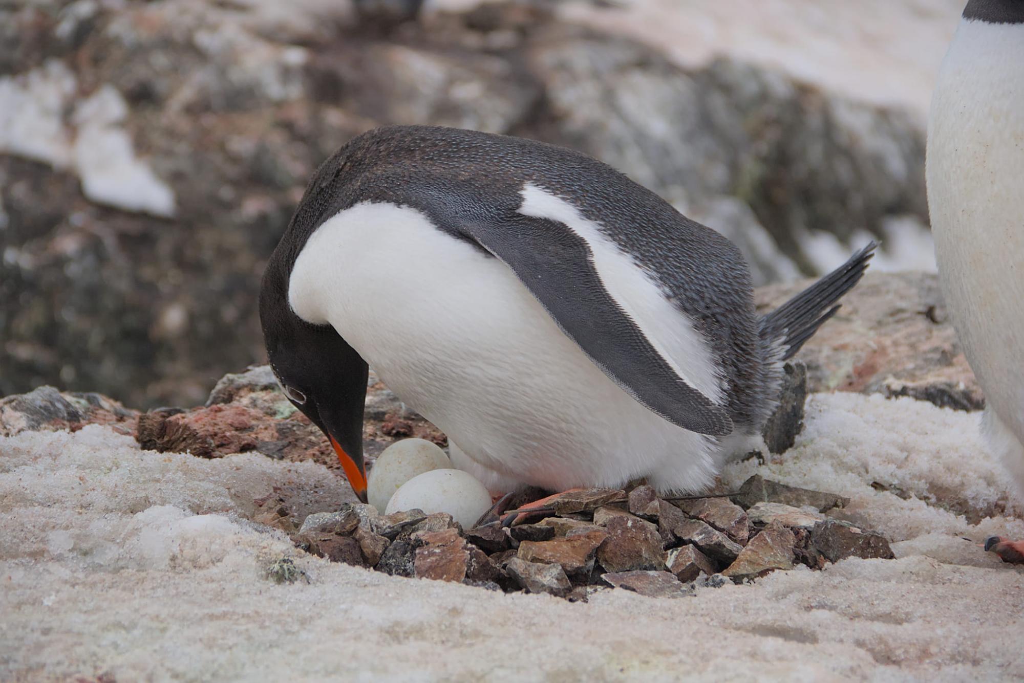 Thousands of penguins near Vernadsky station: Scientists share photos