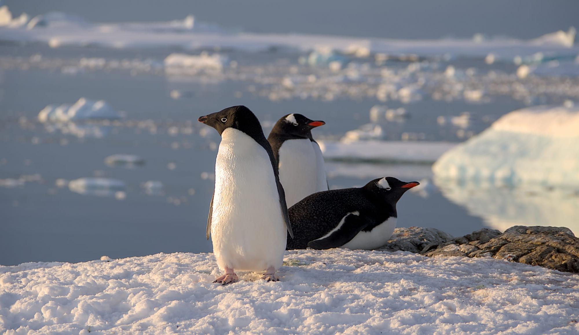 Thousands of penguins near Vernadsky station: Scientists share photos