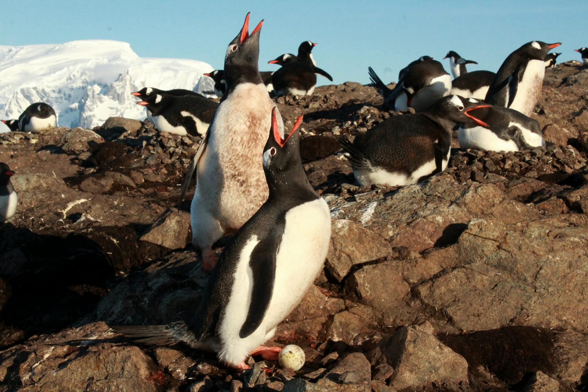 Thousands of penguins near Vernadsky station: Scientists share photos