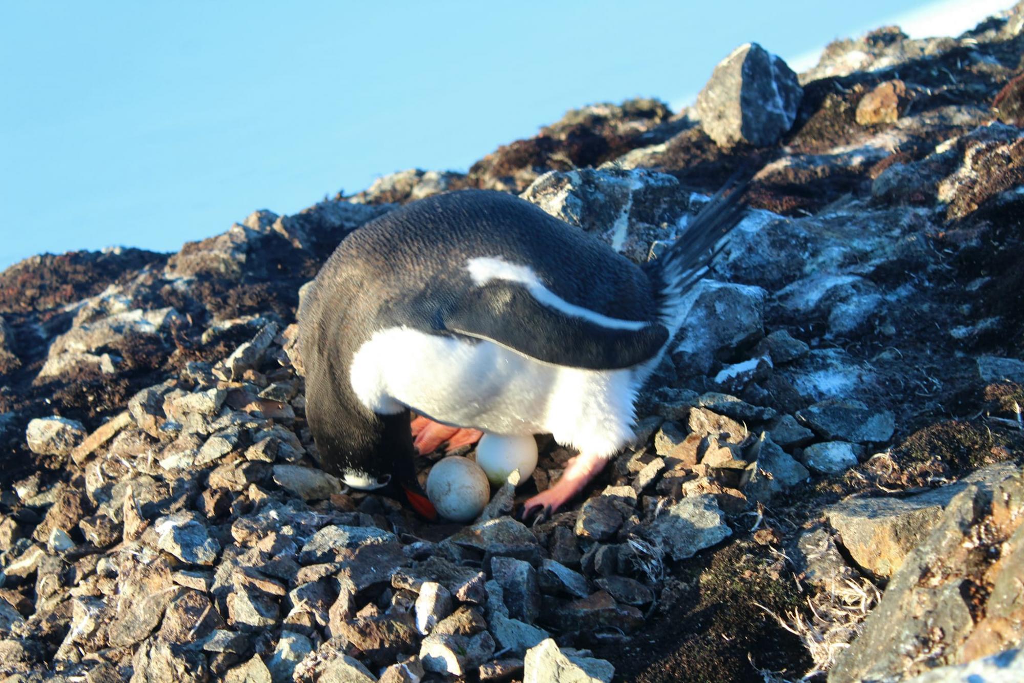Thousands of penguins near Vernadsky station: Scientists share photos