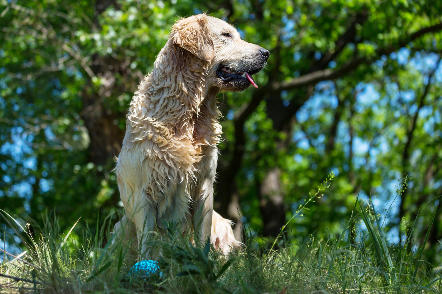 Dangers of summer: How to protect pets from 9 seasonal threats