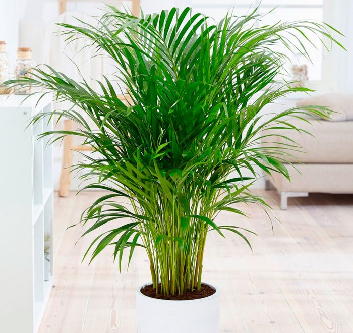 Indoor plants: Your winter shield for skin protection and increased moisture