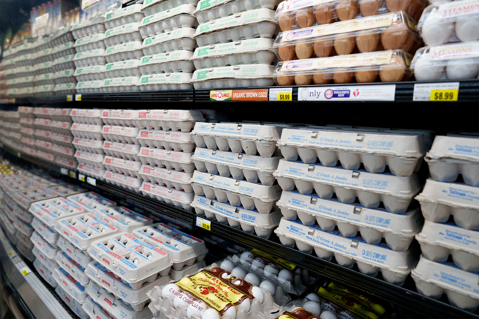 Egg shortage in the US forces search for European suppliers