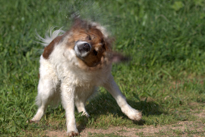 animals-have-instincts-or-not-scientists-answer-rbc-ukraine