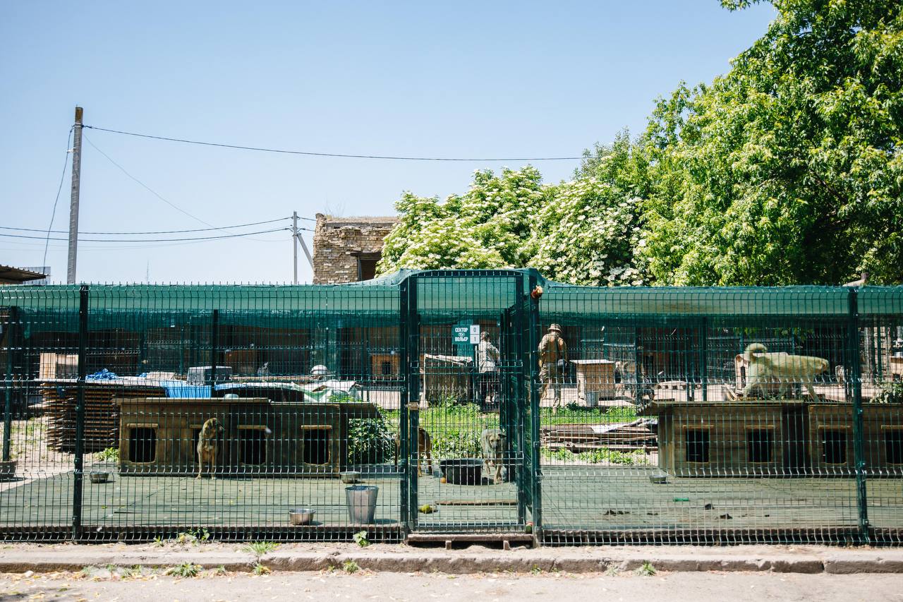 Shelter dog Goldie dies of fear during Russian strike on Kyiv