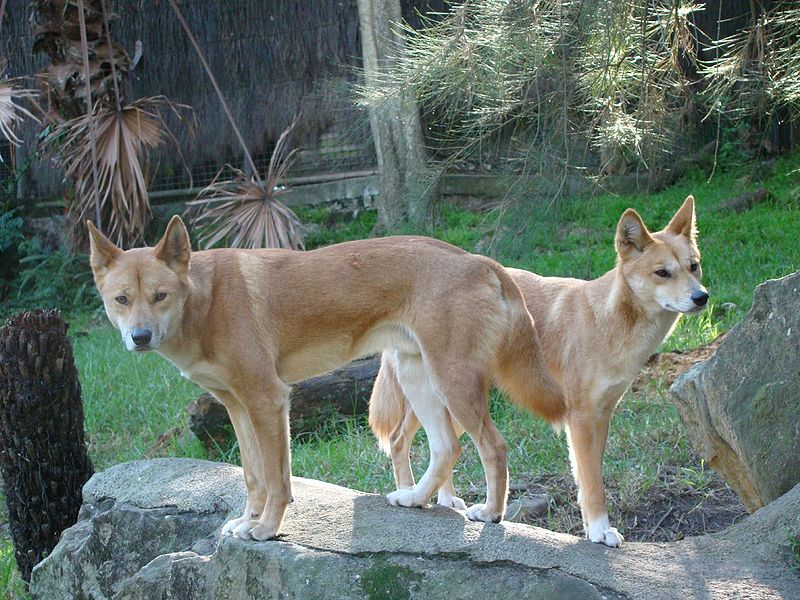 Top 5 animals that cannot be tamed or domesticated