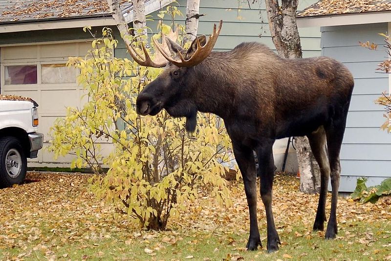 Top 5 animals that cannot be tamed or domesticated