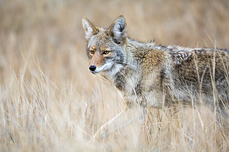 Top 5 animals that cannot be tamed or domesticated