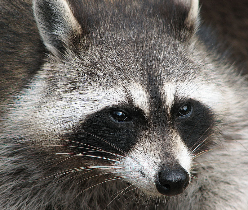 Top 5 animals that cannot be tamed or domesticated