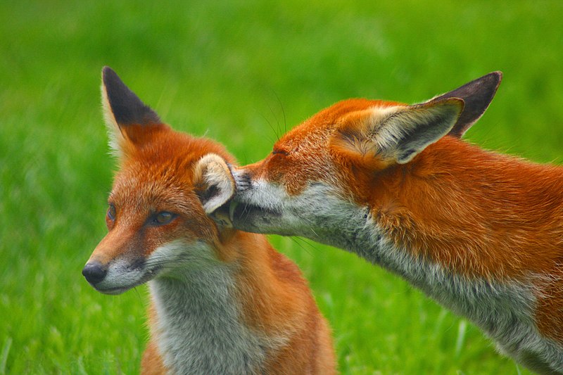 Top 5 animals that cannot be tamed or domesticated