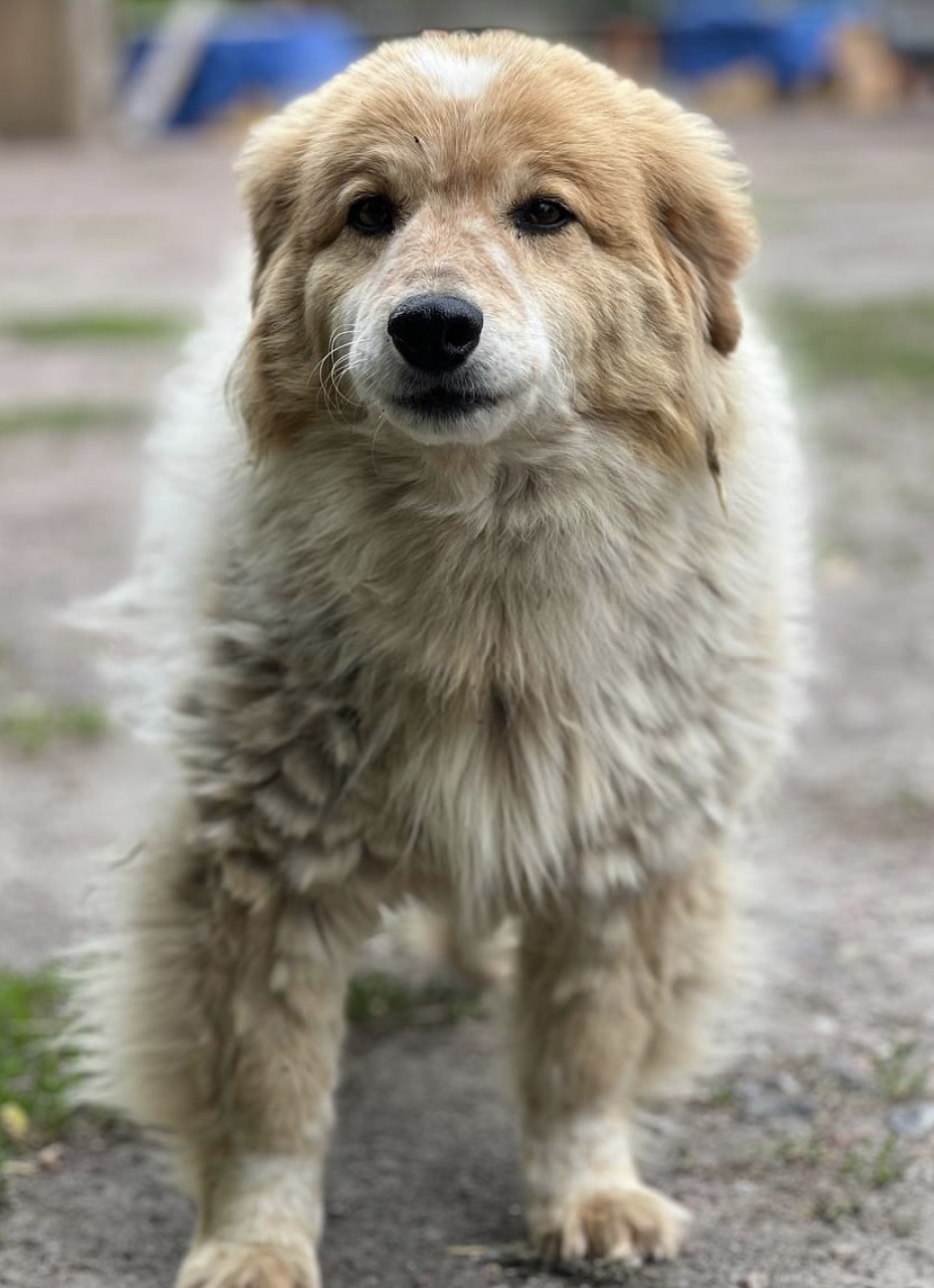 Shelter dog Goldie dies of fear during Russian strike on Kyiv