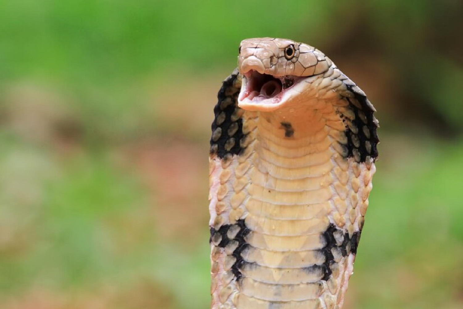 5 most dangerous animals for tourists