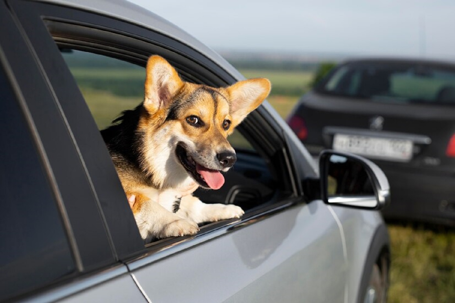 8 tips for comfortable and safe traveling with your pet