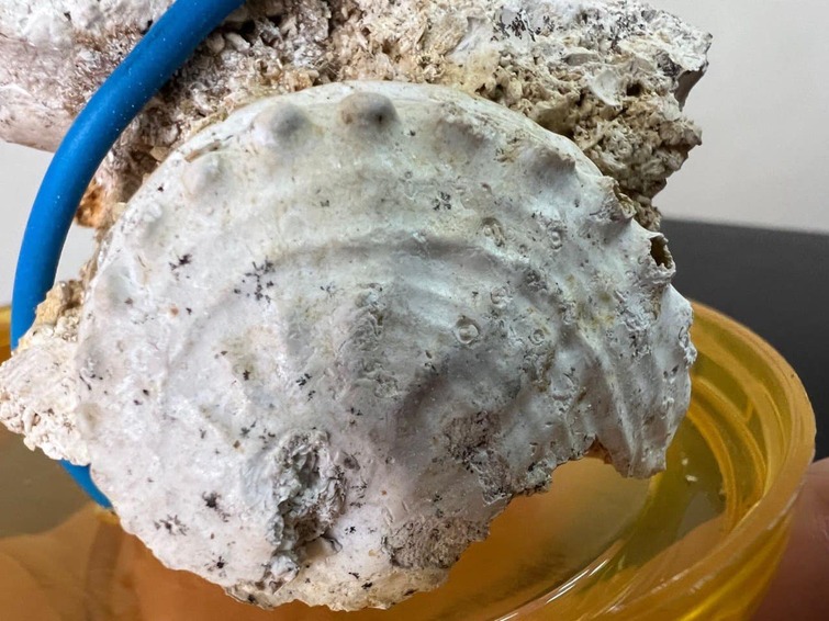 400-million-year-old ancient creature remains found in Ukraine nearly stolen