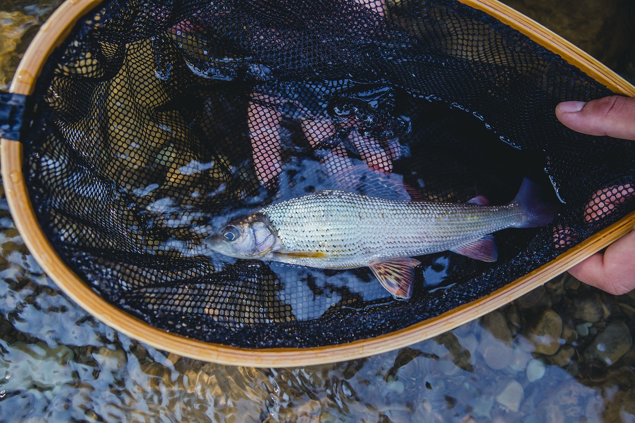 Raw fish for cats: Unmasking hidden dangers for your pet