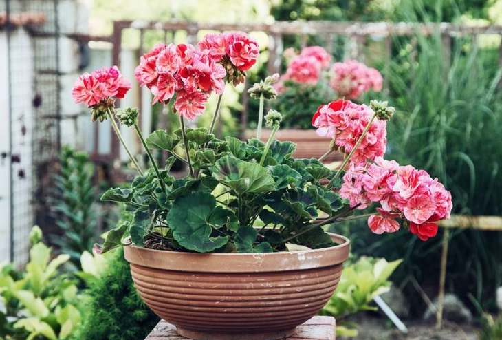 Geranium (photo: flowertimes)