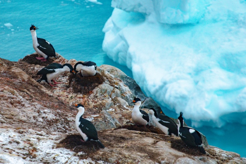 'If Antarctica melts, cities will go underwater'. Ukrainian polar scientist on working at the edge of the world