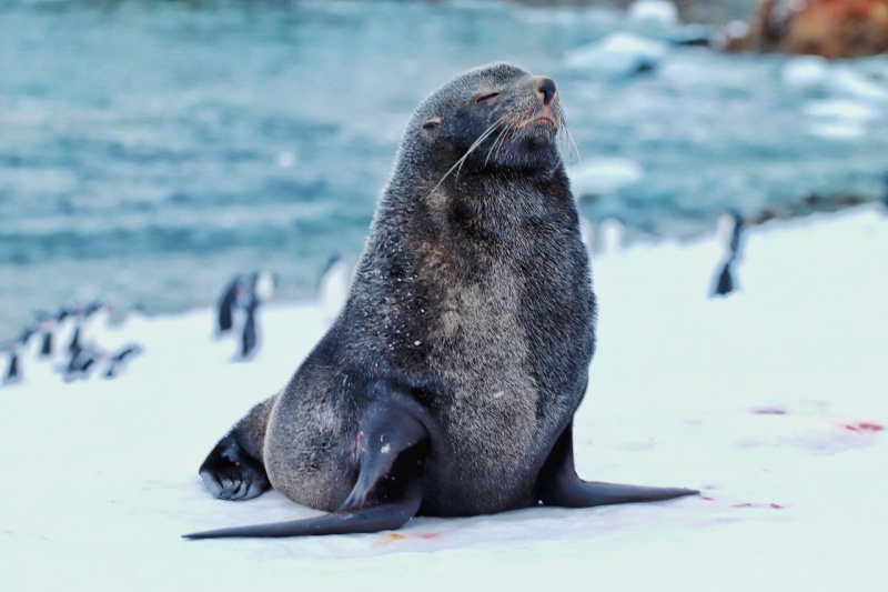 'If Antarctica melts, cities will go underwater'. Ukrainian polar scientist on working at the edge of the world