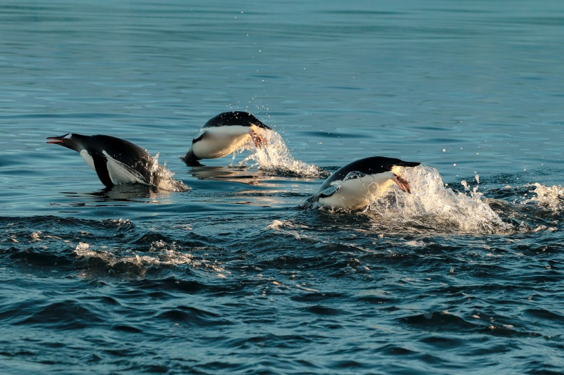 'If Antarctica melts, cities will go underwater'. Ukrainian polar scientist on working at the edge of the world