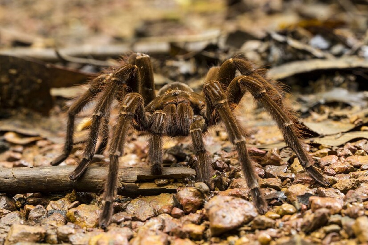 5 most dangerous animals for tourists