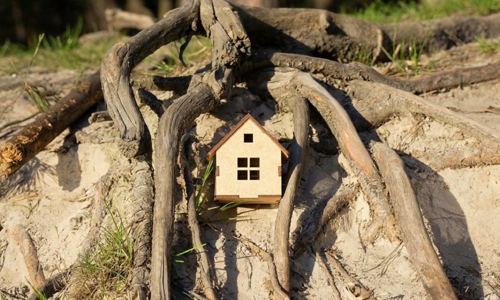 Trees that should not be planted near your house