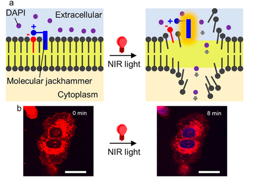 Scientists discover new method to destroy 99% of cancer cells