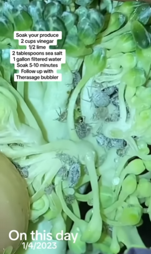 Unexpected gift found in broccoli: Blogger shows why washing veggies matters