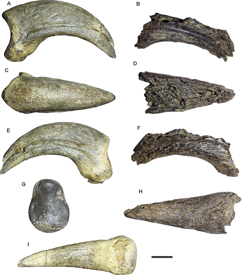 Scientists reveal Antarctica's top predator existed 50 million years ago