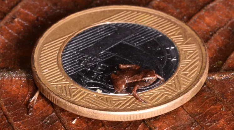 See the tiniest creature on Earth