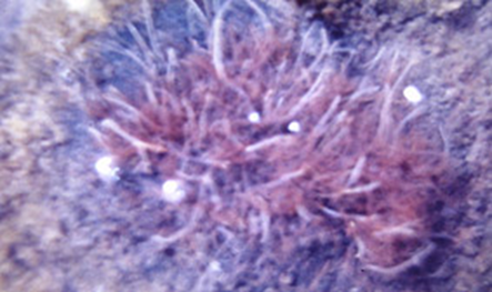 Top 5 marine creatures that break longevity records