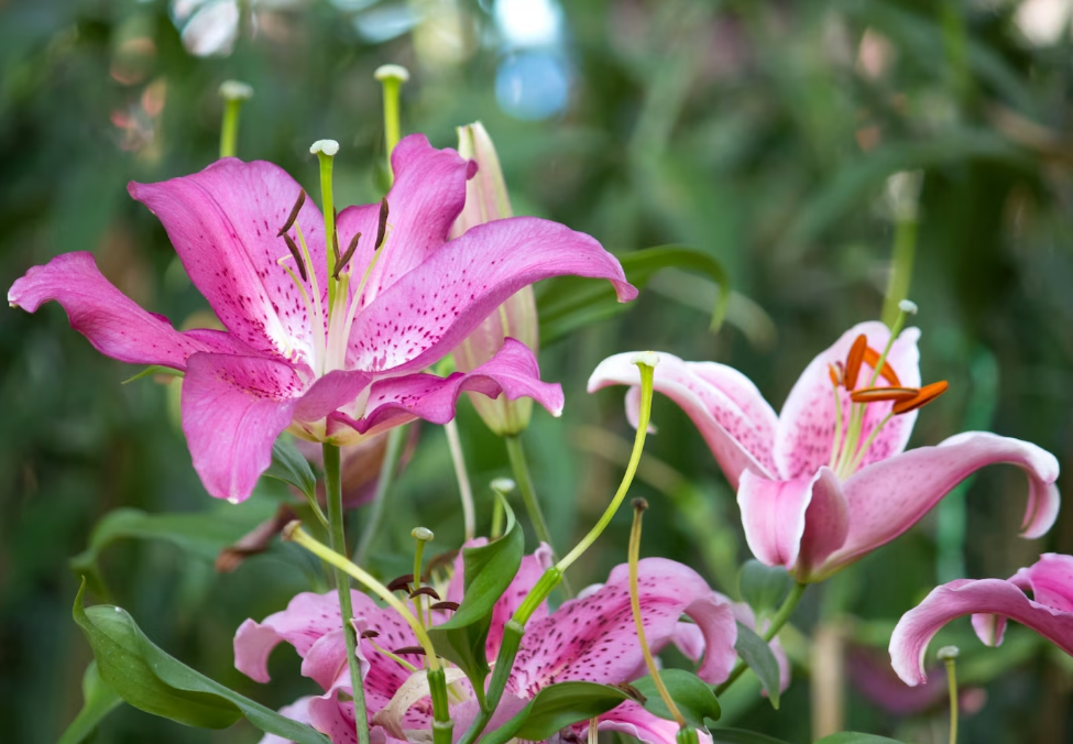 Lily (photo: freepik)