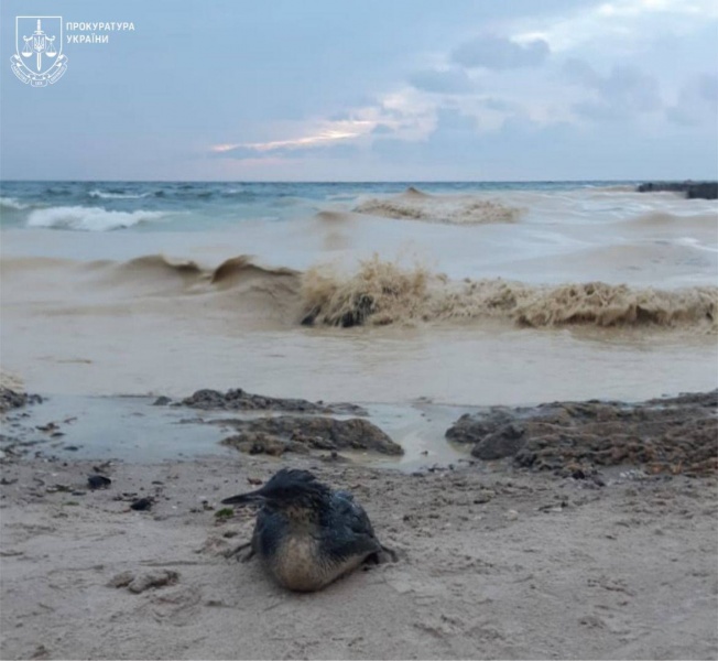Ukraine's Odesa beaches hit by oil pollution, dead birds discovered