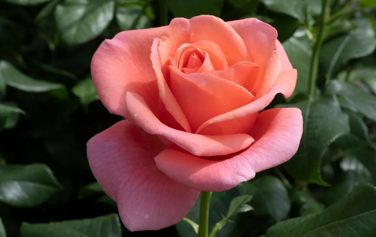 New rose named after Princess Catherine to promote nature's healing power