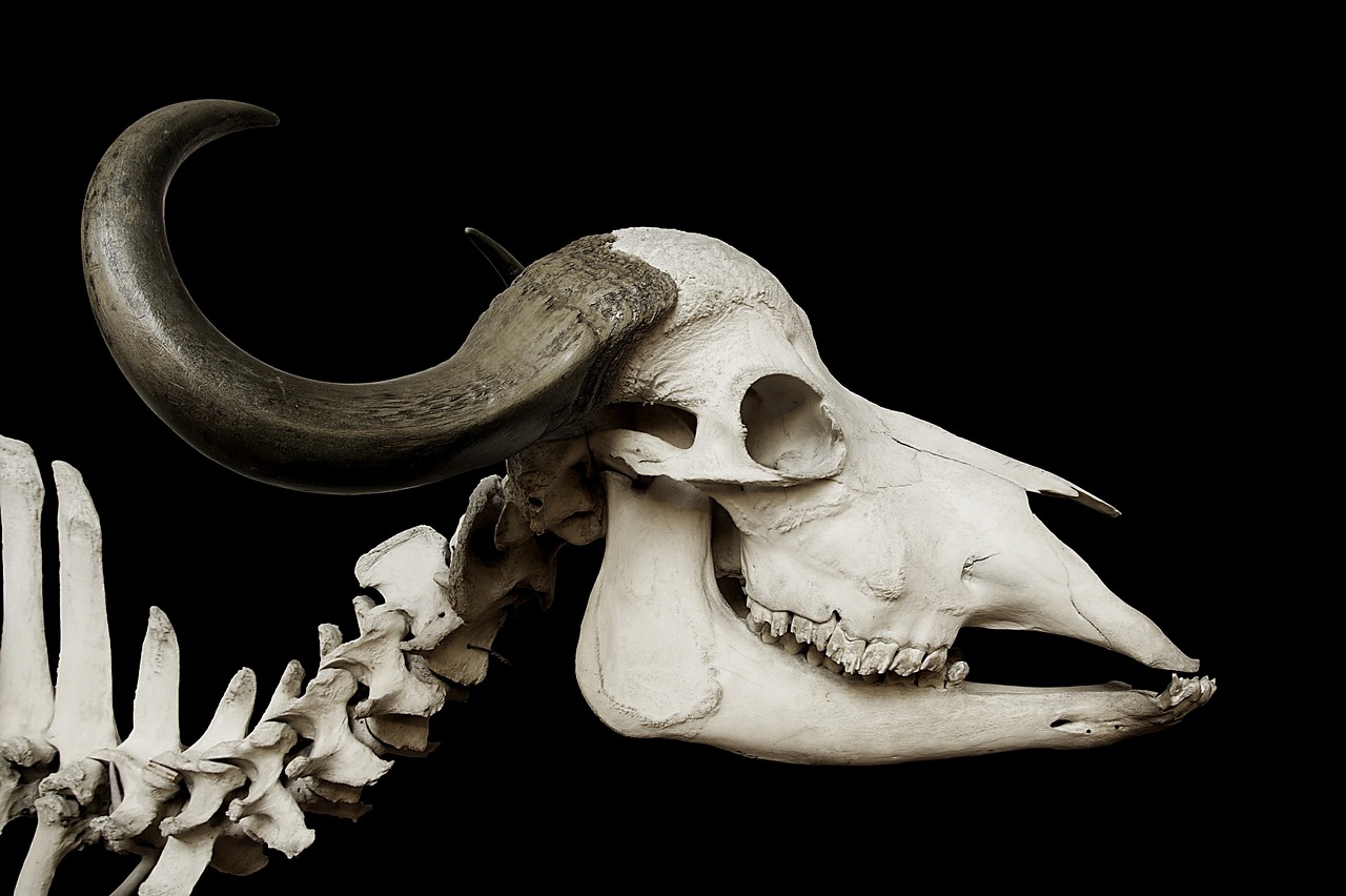 Why aren't there large dinosaurs-sized animals on Earth anymore?