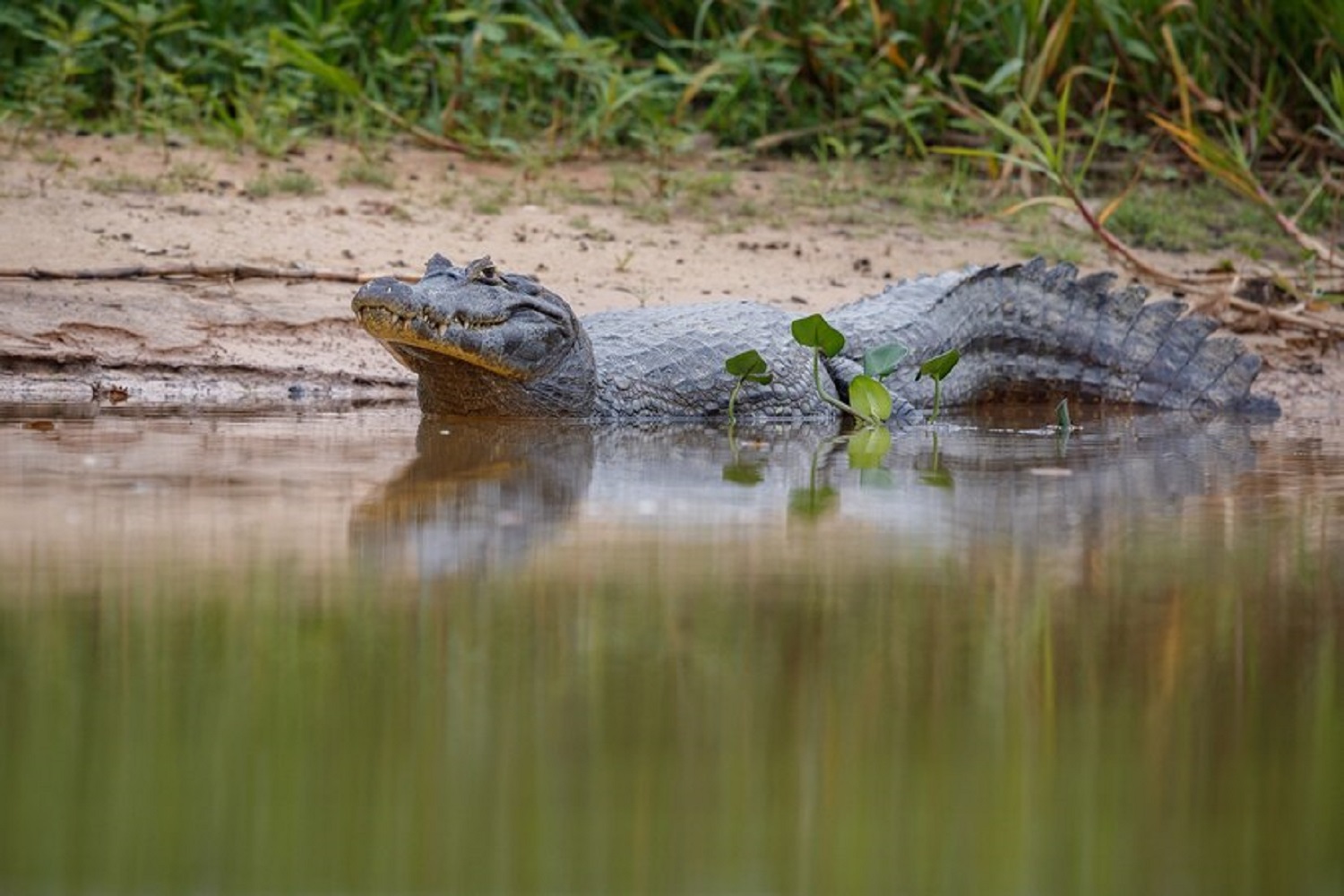 5 most dangerous animals for tourists