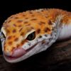 Top 7 low-maintenance pets
